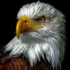 eagle25_e0