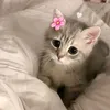 dearcat19
