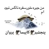 obaidullah.mashal1