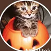 jirka_kral57