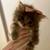 loliii_157