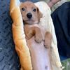 dogoisrael0
