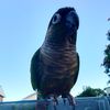 birdies334