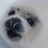 .foca6
