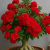ms.purnima70