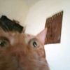 lzzophxyj5o