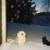 looooooovepet