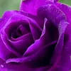 chanel_34110