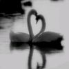 swan7654