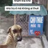huydzvclra1