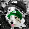 elperro.cod