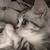 teyang_1093