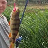 paddy_mcloughlin1