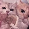 user8063694_0