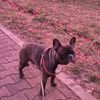 darius_3412