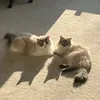 benny_281012