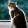 roksana_akther_