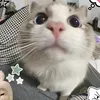 hin_hin_hin0