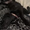 ilovemydogrimmy14