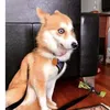 patbossa0