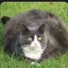 thefatcat64