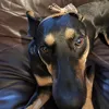 zaydendumz7