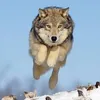 sacha.le.loup