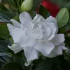 gardenia8555