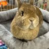 20_bunny_bunnys