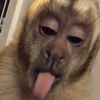 monito.bananer