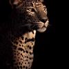 leen.safwan35