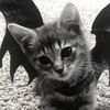 kittycat1124_