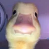 im_a_duck_yay