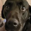 gracie_bank