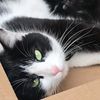 kittens_animals2