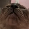 isabellacamposdearaujo