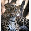 gupard647
