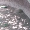ariana.vigevani78