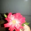 mara.franco10