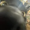 daphne_amber12