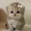 sophya_0.1.0