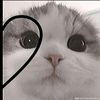 iris.guadalupe.ze