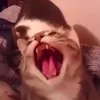.blizarrd_v1