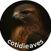 CotidieAves