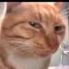 syllycat5