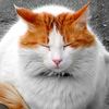 petlover.8888