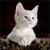 safwana478