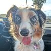 crazy.aussiekoda