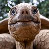 turtleicious