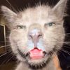 eggcat08